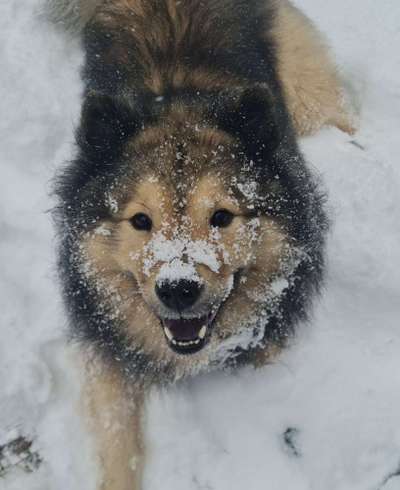 Eurasier hier?-Beitrag-Bild