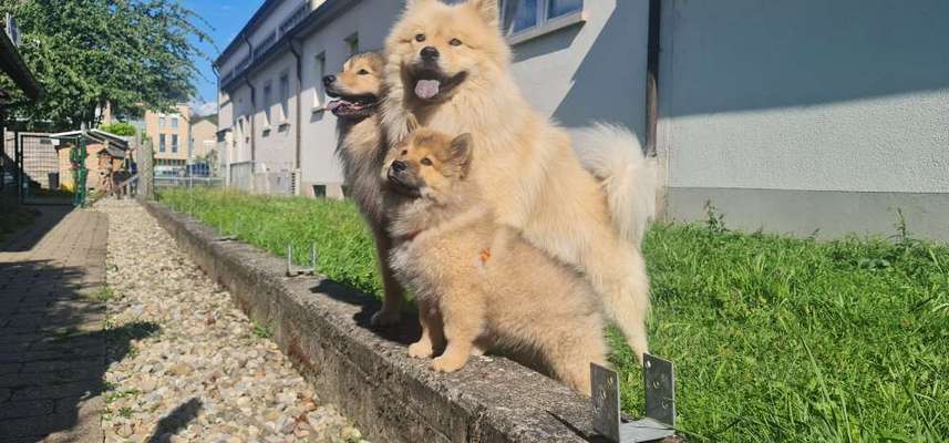 Eurasier hier?-Beitrag-Bild