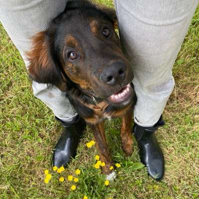 Hundetreffen-Gemeinsames Spazierengehen und Freilauf / Spiel