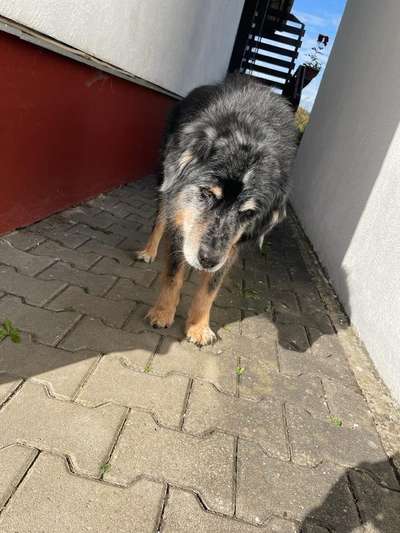 Unsere Fellnasen im Regenbogenland-Beitrag-Bild