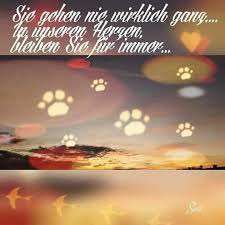 Unsere Fellnasen im Regenbogenland-Beitrag-Bild