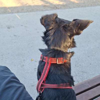 Hundetreffen-Kleine gassirunde-Bild