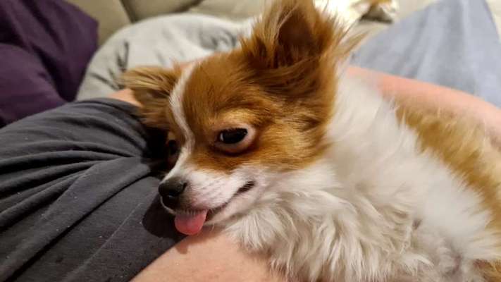 Dogorama Photo Challenge - Hundeblick zum hinschmelzen-Beitrag-Bild