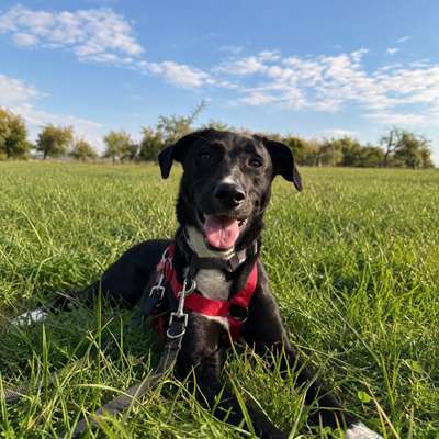 Hundetreffen-Spazierengehen🐾-Bild