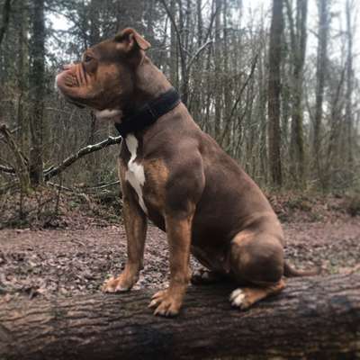 Hundetreffen-Trainings Gassi in Freiburg