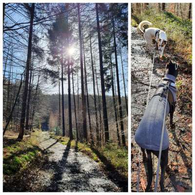 Windhunde - Treffen der besonderen Schönheiten
HERZLICH WILLKOMMEN-Beitrag-Bild
