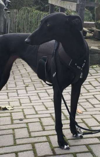 Windhunde - Treffen der besonderen Schönheiten
HERZLICH WILLKOMMEN-Beitrag-Bild