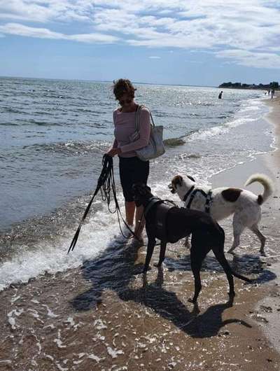 Windhunde - Treffen der besonderen Schönheiten
HERZLICH WILLKOMMEN-Beitrag-Bild