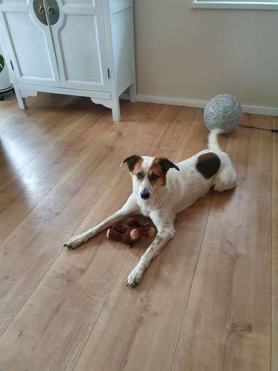 Windhunde - Treffen der besonderen Schönheiten
HERZLICH WILLKOMMEN-Beitrag-Bild