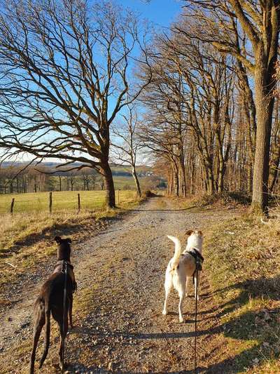 Windhunde - Treffen der besonderen Schönheiten
HERZLICH WILLKOMMEN-Beitrag-Bild