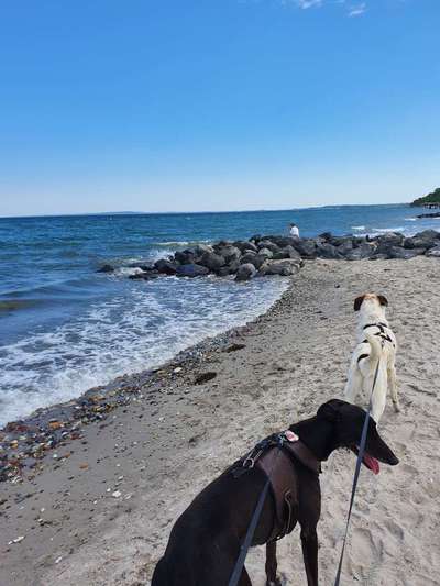 Windhunde - Treffen der besonderen Schönheiten
HERZLICH WILLKOMMEN-Beitrag-Bild