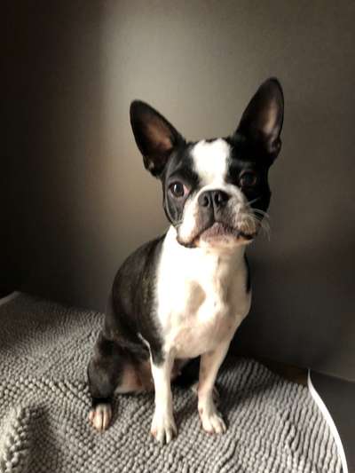 Wo sind hier die Boston Terrier?-Beitrag-Bild