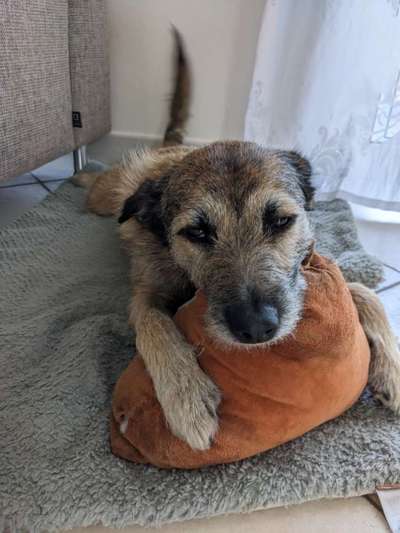 TierschutzhundeStammtisch🐕-Beitrag-Bild