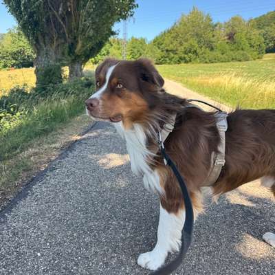 Hundetreffen-Suche Trainingspartner/in-Bild