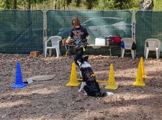 Laufen an der Schleppleine-Beitrag-Bild