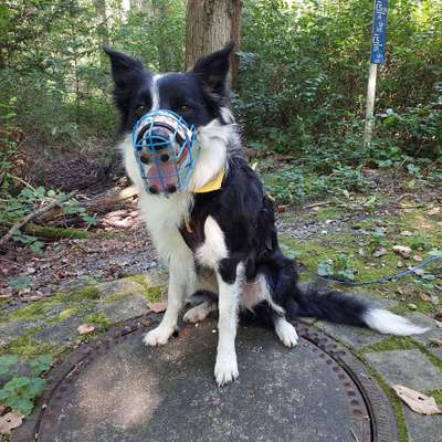 Hundetreffen-Training von Hundebegegnungen im Raum Offenbach/ Hanau-Bild