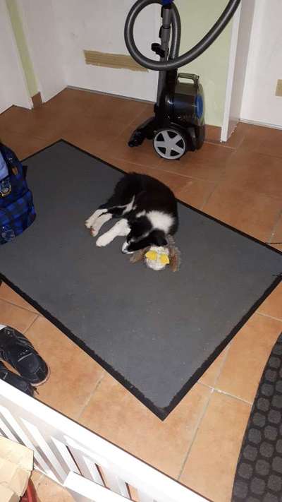 Welpen Bilder !-Beitrag-Bild