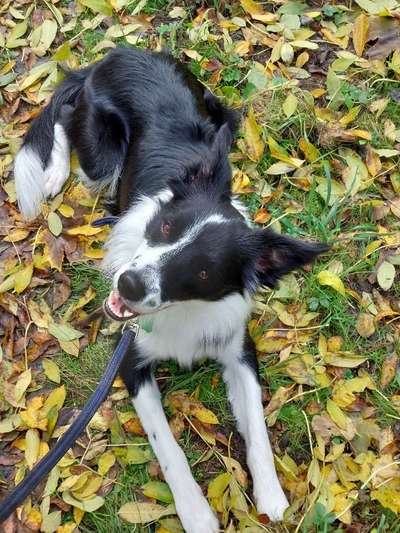 Fotochallenge Glanzbilder,du glänzt so schön-Beitrag-Bild