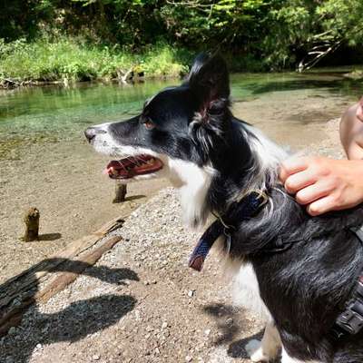 Bergwandern mit Hund-Beitrag-Bild