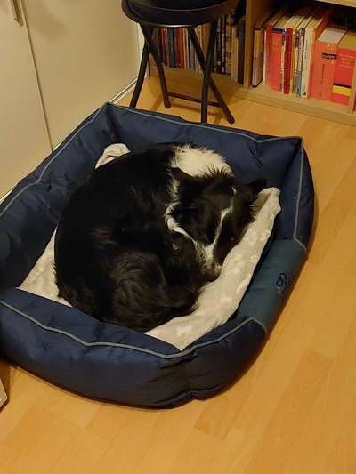 Decke für Hunde denen schnell warm ist-Beitrag-Bild