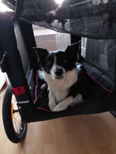 Ohrstellung bei Zahnwechsel-Beitrag-Bild