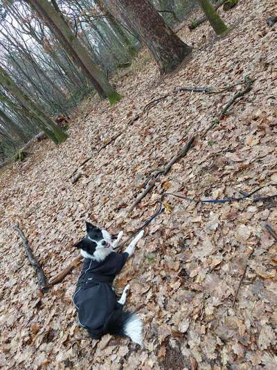 Auslastung an der Leine-Beitrag-Bild