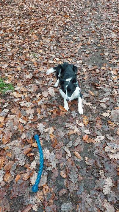 Hundespielsachen oder Sextoy-Beitrag-Bild