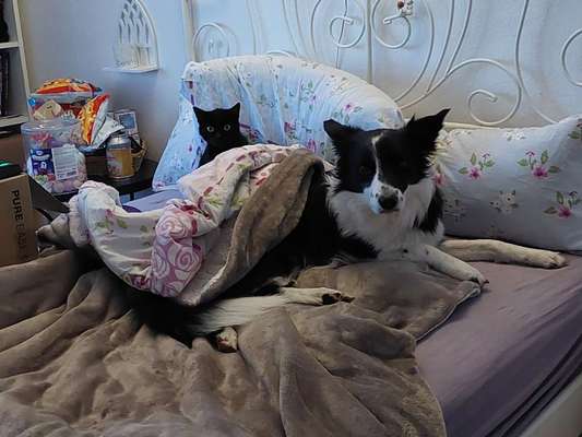 Nicht ganz alltägliche Hundenamen.
Wie kreativ wart ihr?-Beitrag-Bild