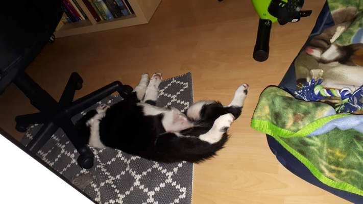 Spitzname(n) Deines Hundes-Beitrag-Bild