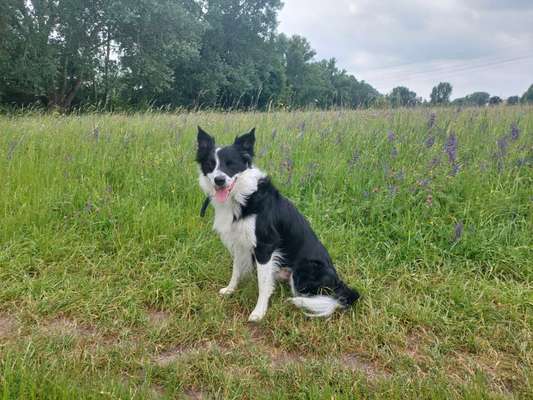 Wann wurden eure Hunde ruhiger/erwachsen?-Beitrag-Bild