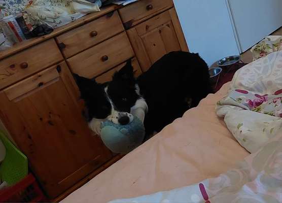 Mein Hund bringt immer einen Schuh bei Freude-Beitrag-Bild