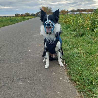 Streusalz-Beitrag-Bild