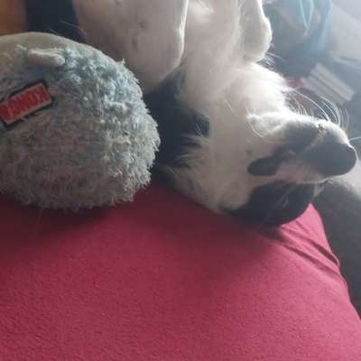 Zeigt her, euer Lieblingsspielzeug-Beitrag-Bild