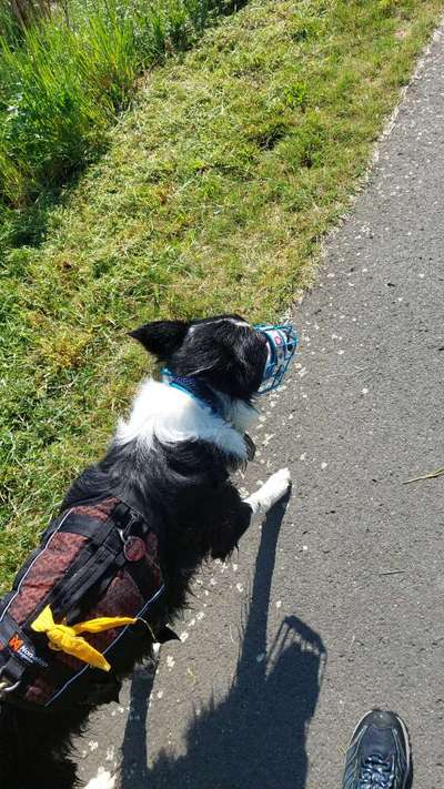 Macht ein Führgeschirr Sinn für meinen Hund?-Beitrag-Bild