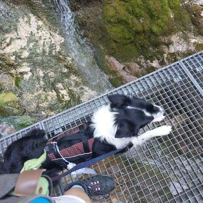 Bergwandern mit Hund-Beitrag-Bild