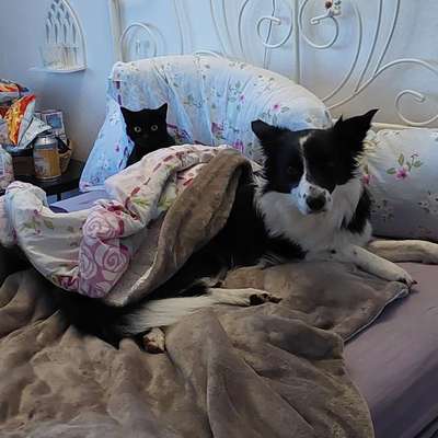 Hund an Katze gewöhnen-Beitrag-Bild