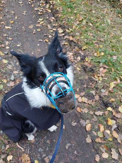 Mein Hund frisst alles was er draußen findet.-Beitrag-Bild