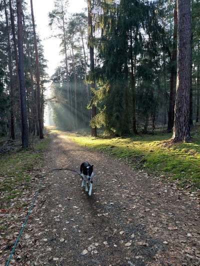 Foto -Challenge  Thema : Dein Hund Im Wald-Beitrag-Bild