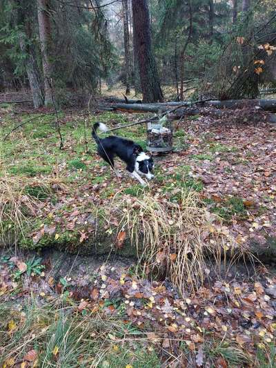 Hundehalter Knigge-Beitrag-Bild