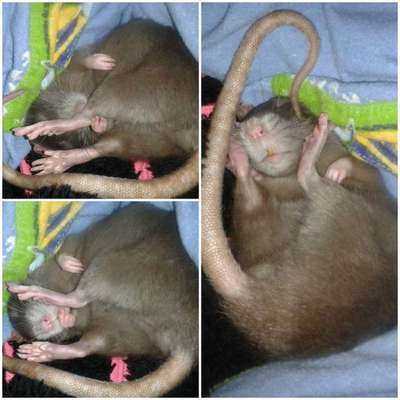 Gehören Hunde ins Restaurant?-Beitrag-Bild