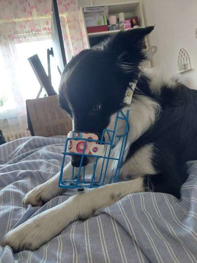 Wie sitzt mein Maulkorb / Maulkorb-Beratung-Beitrag-Bild