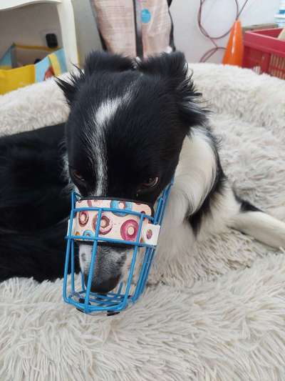 Wie sitzt mein Maulkorb / Maulkorb-Beratung-Beitrag-Bild