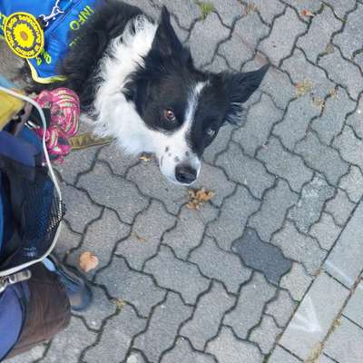Assistenzhunde in der Öffentlichkeit-Beitrag-Bild