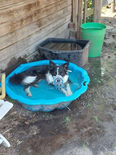 Hundeangriff, groß gegen klein-Beitrag-Bild