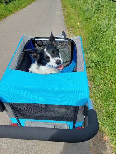 Fahrradanhänger mit Buggyfunktion-Beitrag-Bild