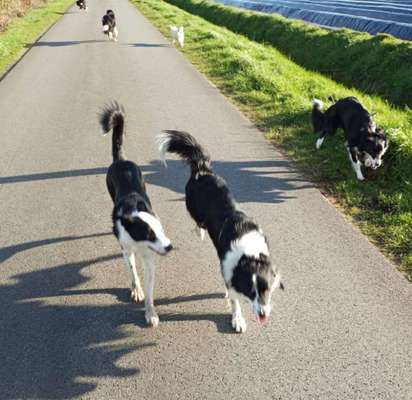 Nicht ganz alltägliche Hundenamen.
Wie kreativ wart ihr?-Beitrag-Bild