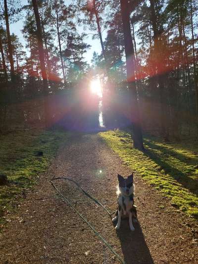 Dogorama Photo Challenge - Licht-Beitrag-Bild