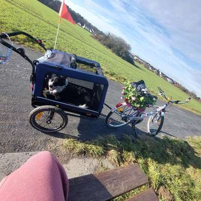 Wie weiter an Fahrradanhänger gewöhnen?-Beitrag-Bild