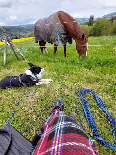 Regenmantel für den Hund (nötig?/Empfehlungen)-Beitrag-Bild