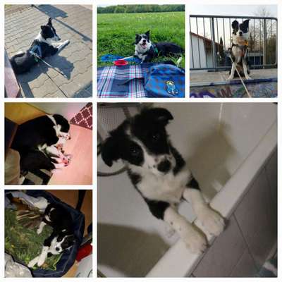 Ohrstellung bei Zahnwechsel-Beitrag-Bild